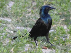 Quiscalus quiscula versicolor