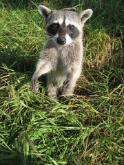 Procyon pygmaeus
