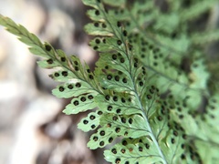 Dryopteris glabra