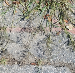 Eragrostis minor