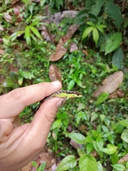 Anolis notopholis