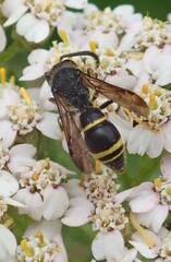 Symmorphus bifasciatus