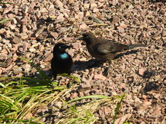 Quiscalus quiscula versicolor