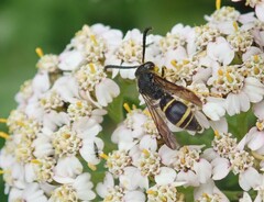 Symmorphus bifasciatus