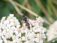 Symmorphus bifasciatus
