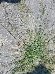 Eragrostis minor