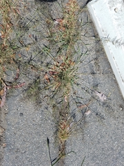 Eragrostis minor