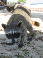 Procyon pygmaeus