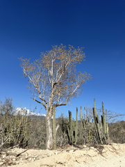 Nahuatlea arborescens