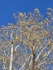 Nahuatlea arborescens