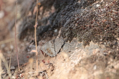 Hipparchia statilinus