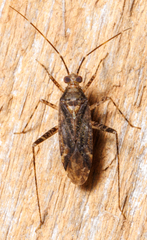 Closterotomus fulvomaculatus
