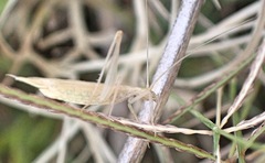 Oecanthus dulcisonans