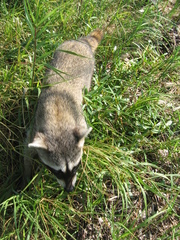 Procyon pygmaeus