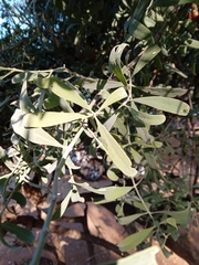 Salvadora australis