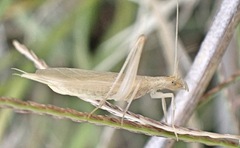 Oecanthus dulcisonans