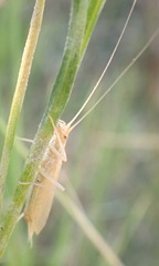 Oecanthus dulcisonans