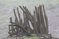 Haageocereus acranthus