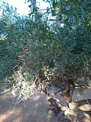 Salvadora australis