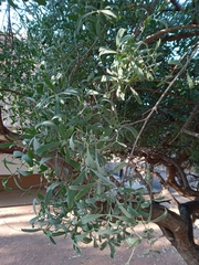 Salvadora australis