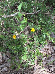 Wedelia acapulcensis