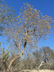 Nahuatlea arborescens