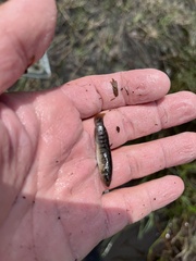 Fundulus confluentus