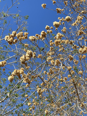 Nahuatlea arborescens