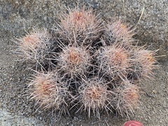 Homalocephala polycephala