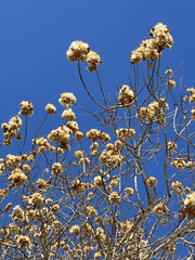 Nahuatlea arborescens