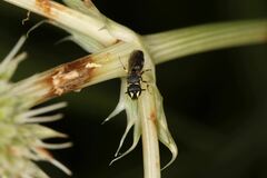 Hylaeus affinis