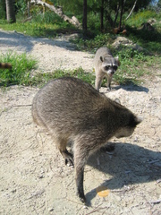 Procyon pygmaeus