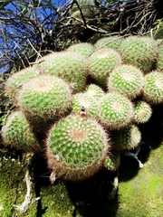 Parodia
