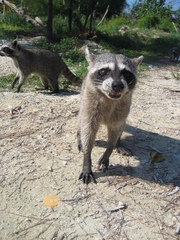 Procyon pygmaeus