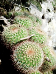 Parodia