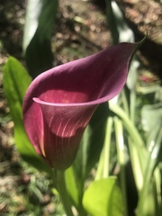 Zantedeschia