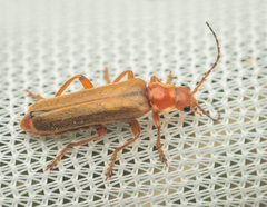 Cantharis pallida