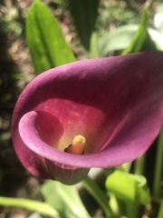 Zantedeschia
