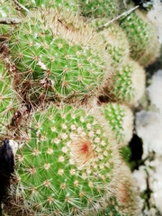 Parodia