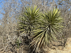 Yucca capensis
