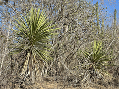 Yucca capensis