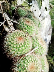 Parodia