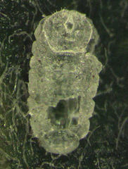 Lecanochiton actites