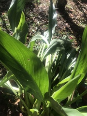Zantedeschia