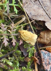 Paramesia gnomana