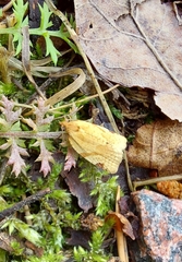 Paramesia gnomana