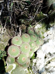 Parodia