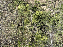 Yucca capensis