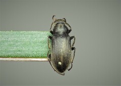 Pomatinus substriatus
