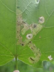 Pterygota